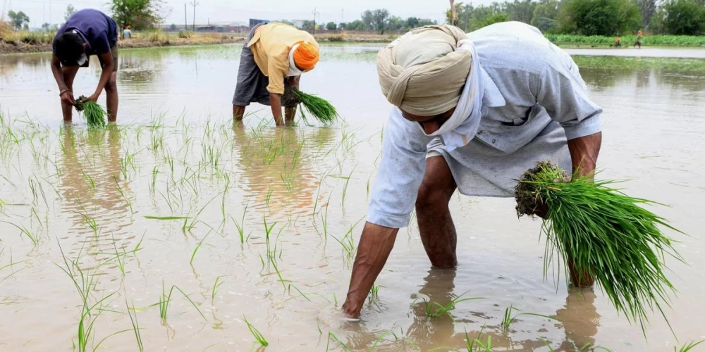 Hybrid rice debate deepens as farmers, industry leaders and former ICAR scientist voice concerns over Punjab ban